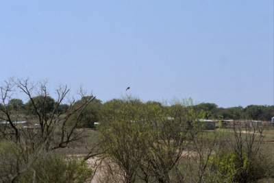 TEXAS EAGLE SOARING.JPG